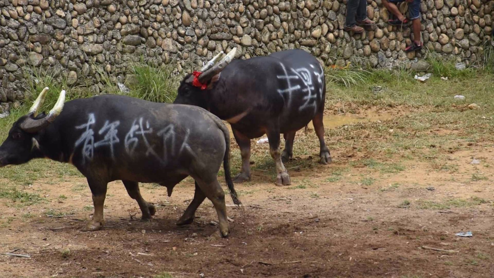 IM电竞app下载-阿拉伯杯2021外围赛比分